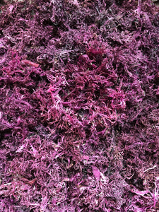 Wild-crafted Purple Sea Moss